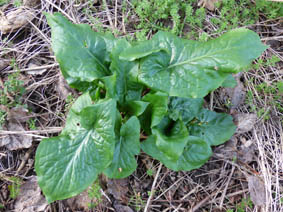 Arum maculatum